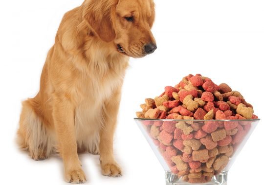 Essential fatty acids—why your pet needs them