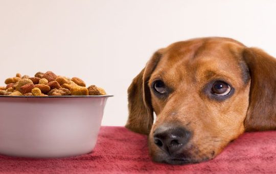 What to Consider when Feeding Pets Natural Foods