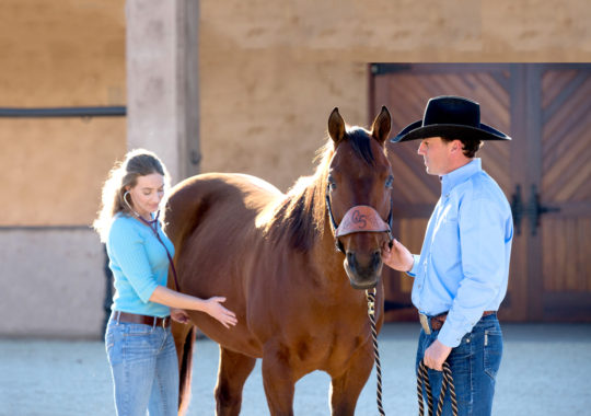 How to Find the Right Supplement for Your Horse’s Needs