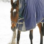 Winter Ailments In Horses: Avoidance & Management