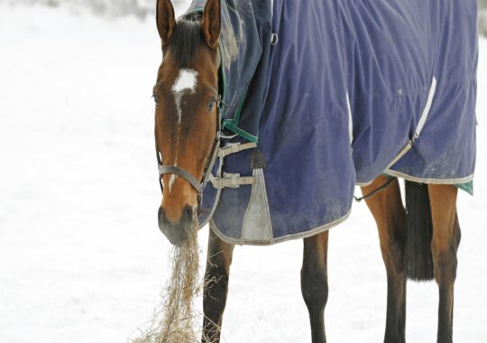 Winter Ailments In Horses: Avoidance & Management