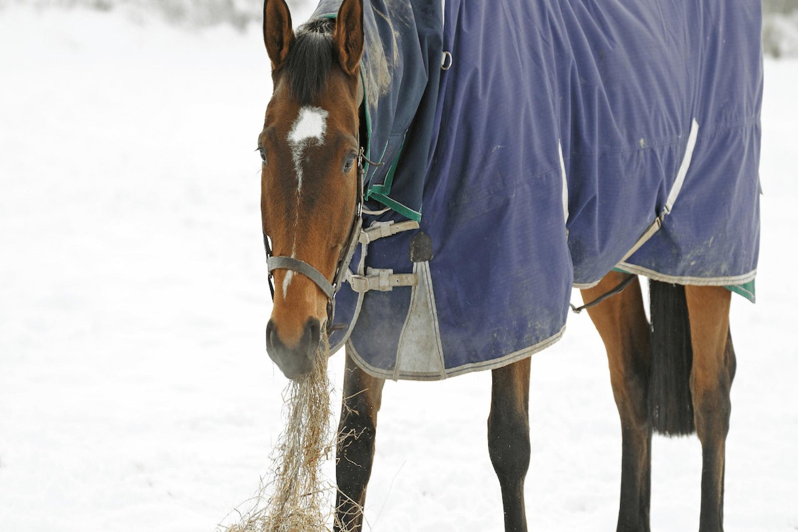 Winter Ailments In Horses: Avoidance & Management