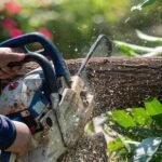 The Importance of Tree Surgery for Tree Health