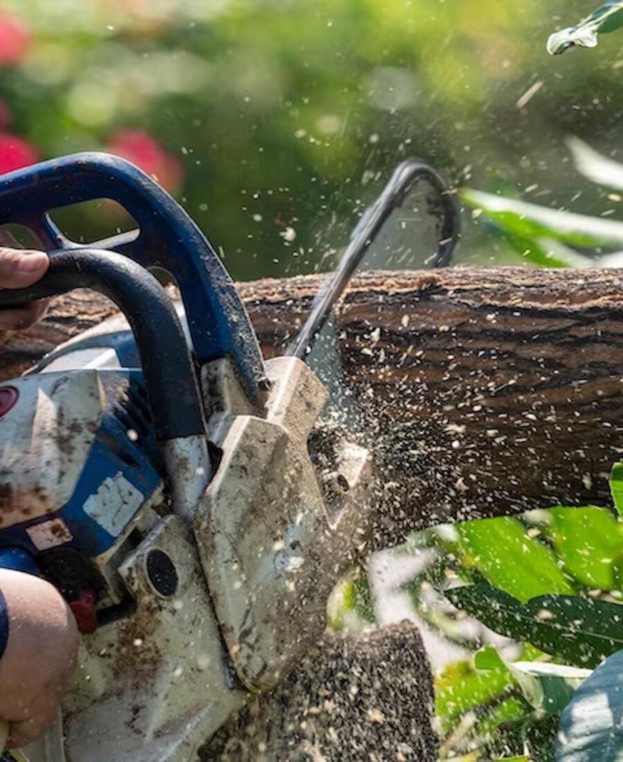 The Importance of Tree Surgery for Tree Health