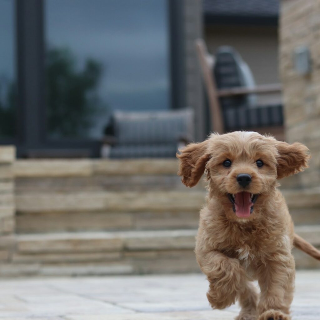 The Comprehensive Guide to Cavapoo Ownership: Delightful Companions with Distinct Needs