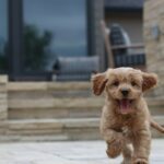 The Comprehensive Guide to Cavapoo Ownership