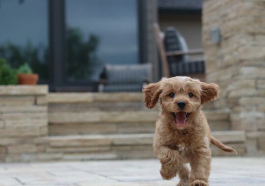 The Comprehensive Guide to Cavapoo Ownership: Delightful Companions with Distinct Needs