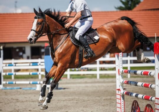 Enhancing Horse Jumping Techniques With Effective Use Of Horse Jump Cups
