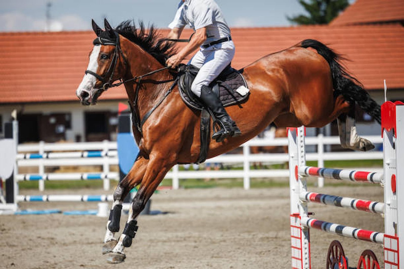 Enhancing Horse Jumping Techniques With Effective Use Of Horse Jump Cups