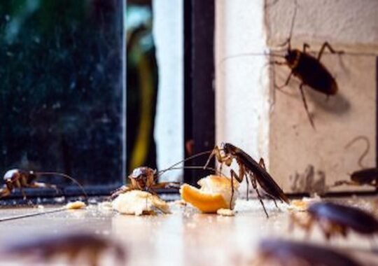 What Are The Most Effective Treatments For Eliminating Cockroach Infestations