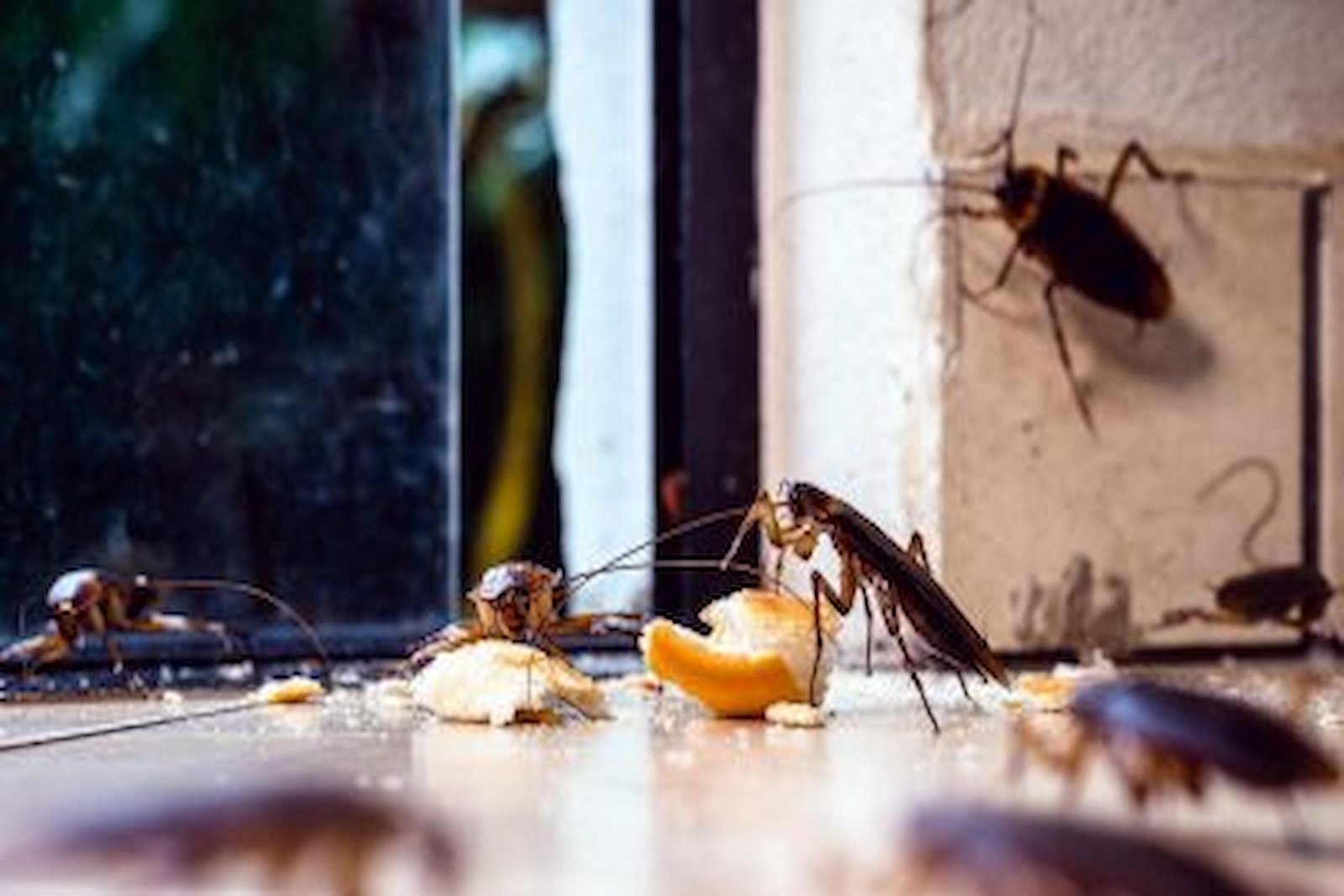 What Are The Most Effective Treatments For Eliminating Cockroach Infestations