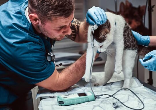 The Importance Of Preventive Care At Small Animal Hospitals