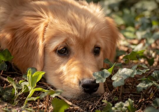 Creating a Safe Home Environment for Dark Golden Retriever Puppies