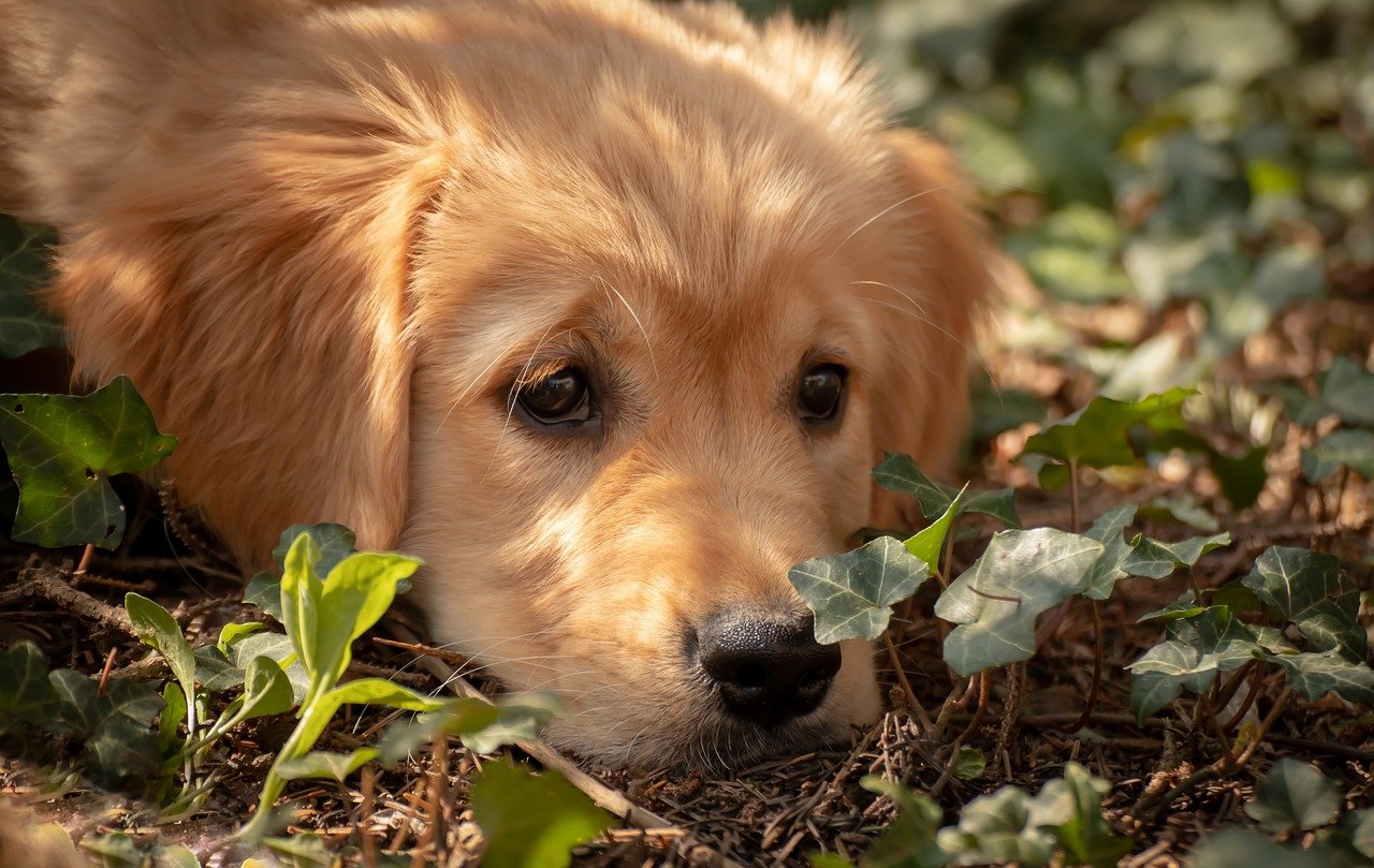 Creating a Safe Home Environment for Dark Golden Retriever Puppies