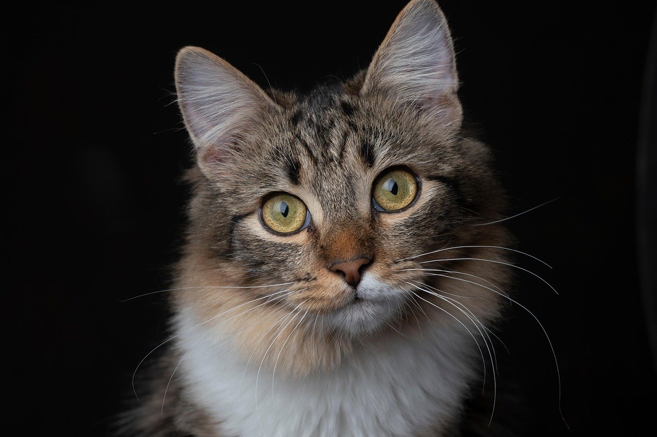Navigating Pet Insurance Claims: Tips For A Smooth Process