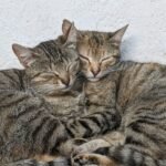 Understanding Pet Daycare Services for Busy Pet Owners