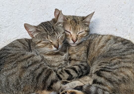 Understanding Pet Daycare Services for Busy Pet Owners