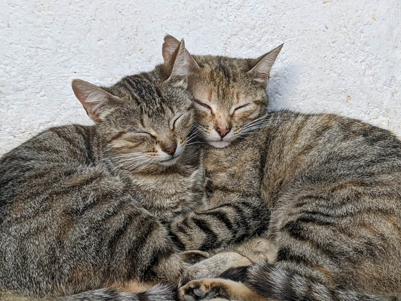 Understanding Pet Daycare Services for Busy Pet Owners