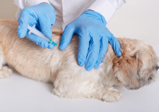 Understanding Pet Vaccinations: What Your Pet Needs And Why