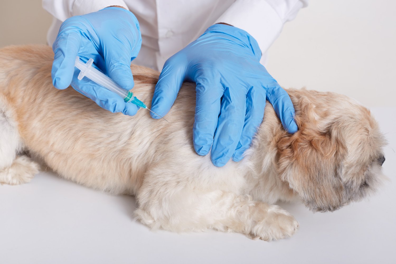 Understanding Pet Vaccinations: What Your Pet Needs And Why