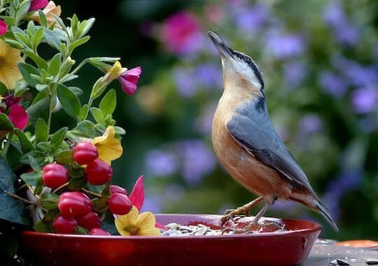 Creating a Backyard Bird Paradise: Essential Tips for Beginners