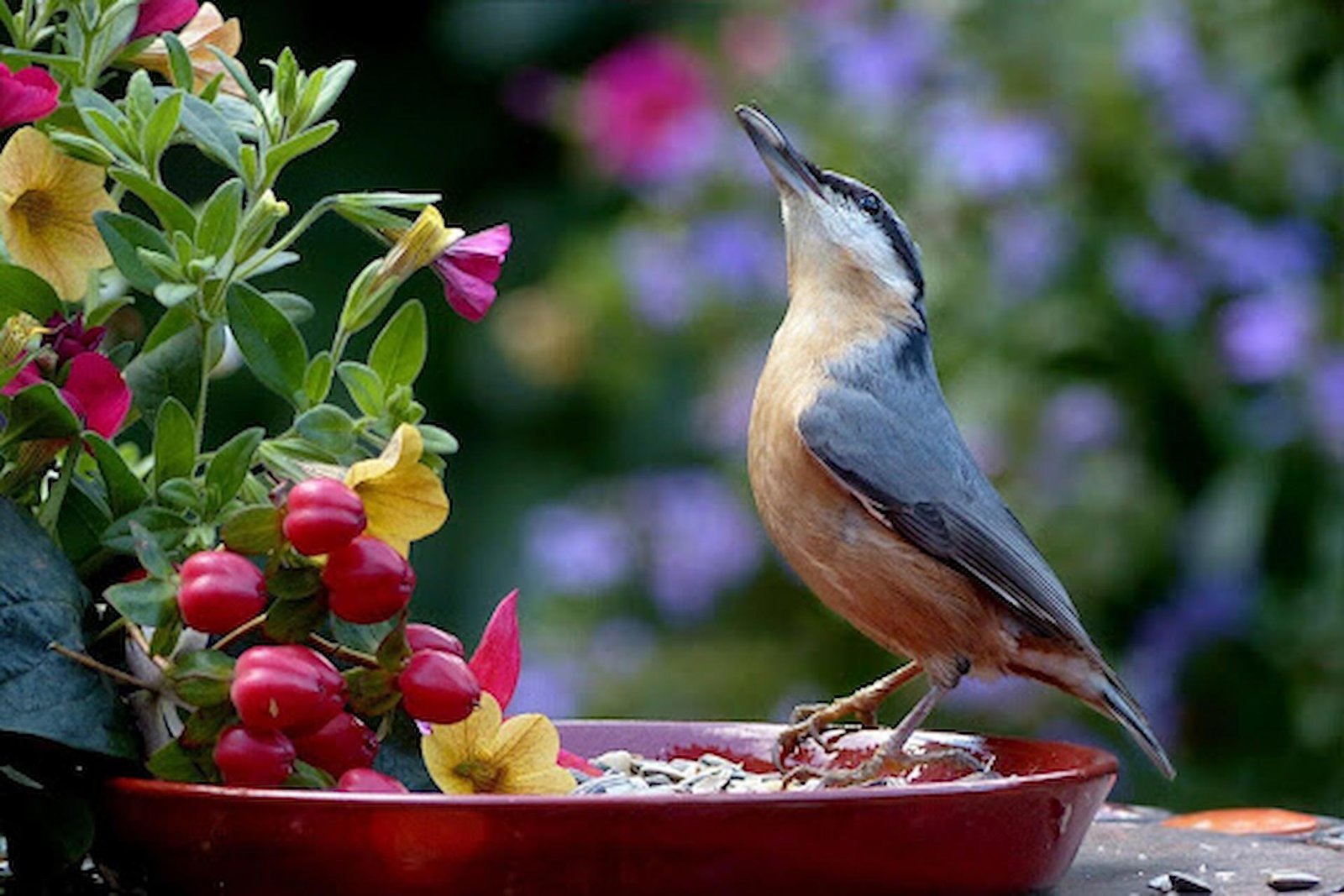 Creating a Backyard Bird Paradise: Essential Tips for Beginners