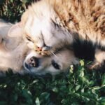 Affordable Pet Care Solutions for Your Furry Friends