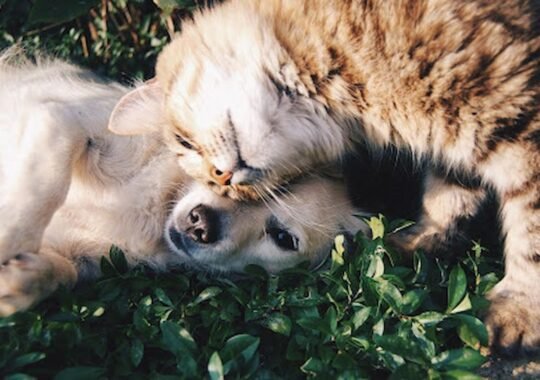 Affordable Pet Care Solutions for Your Furry Friends