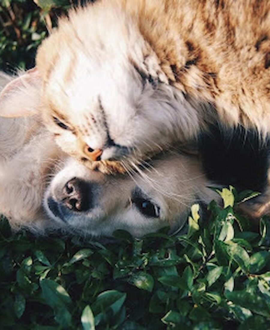 Affordable Pet Care Solutions for Your Furry Friends