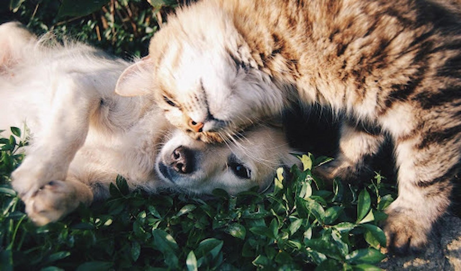 Affordable Pet Care Solutions for Your Furry Friends