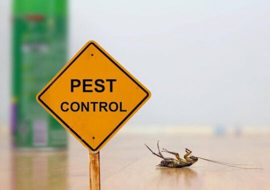 Affordable Pest Control Services for Homes and Businesses