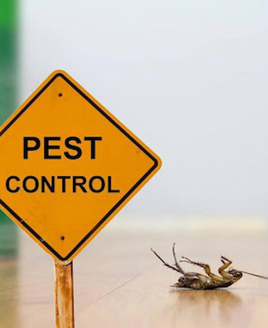 Affordable Pest Control Services for Homes and Businesses