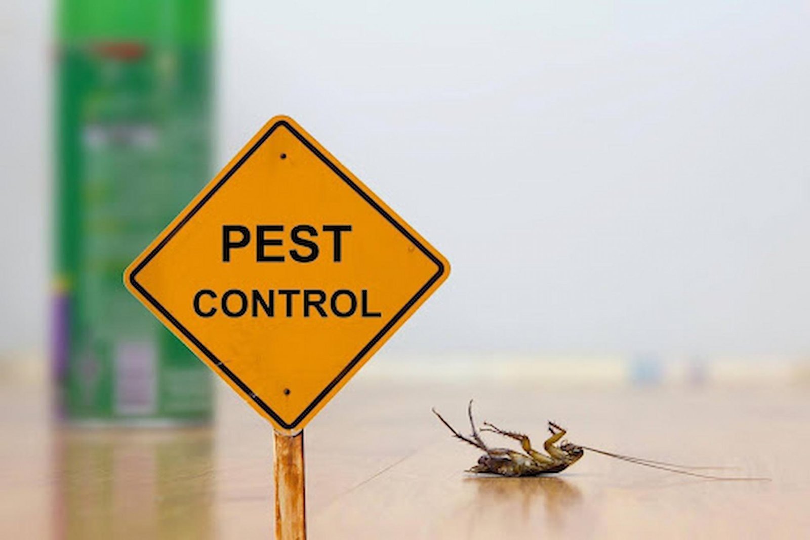 Affordable Pest Control Services for Homes and Businesses