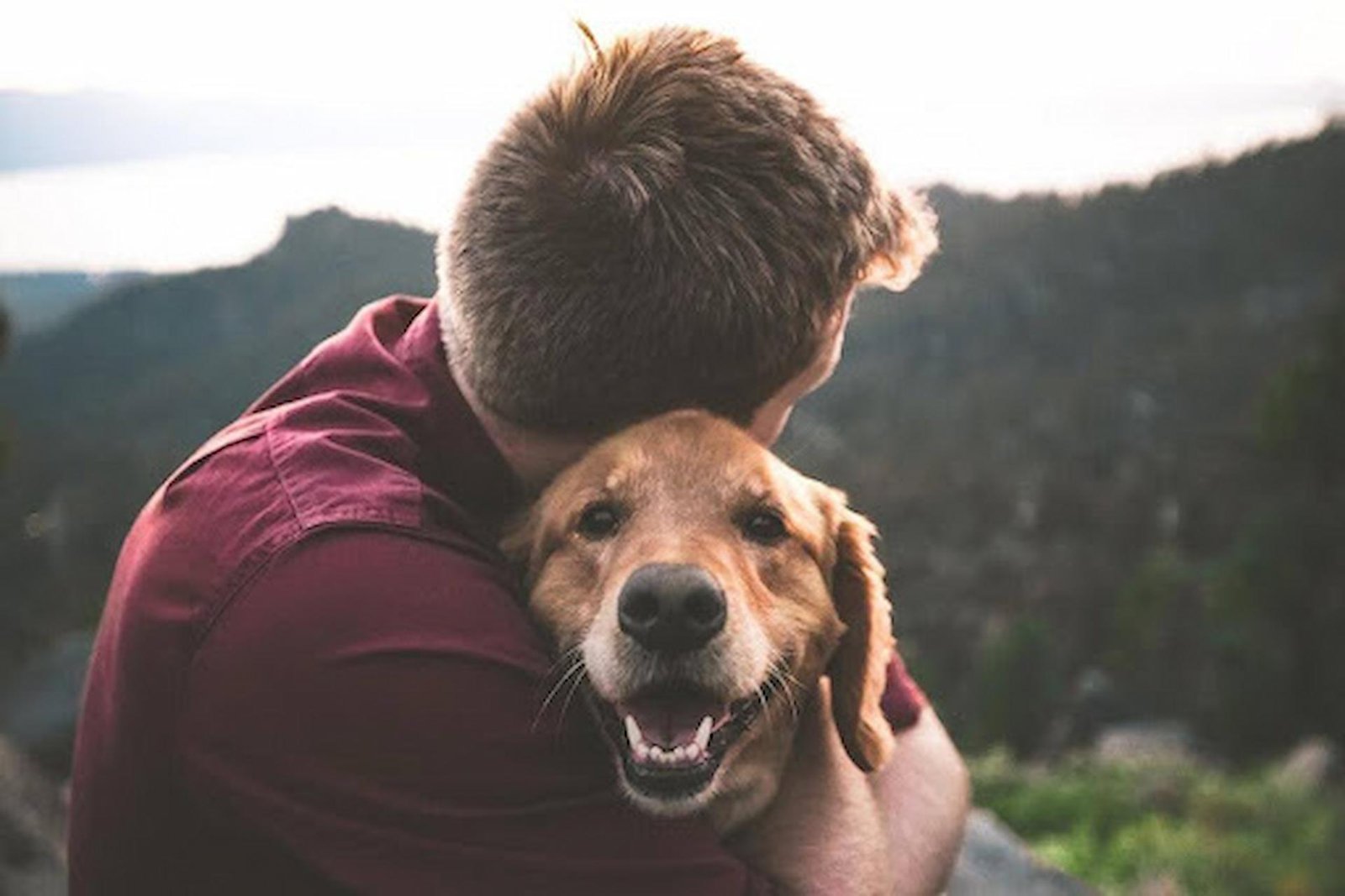 Why Ethical Training is Key for Your Dog’s Development