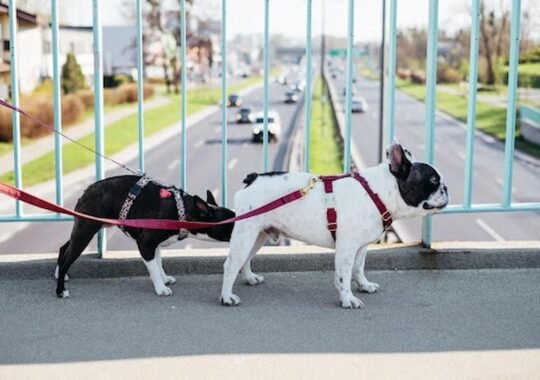Understanding Dog Behavior: From Misbehavior to Obedience