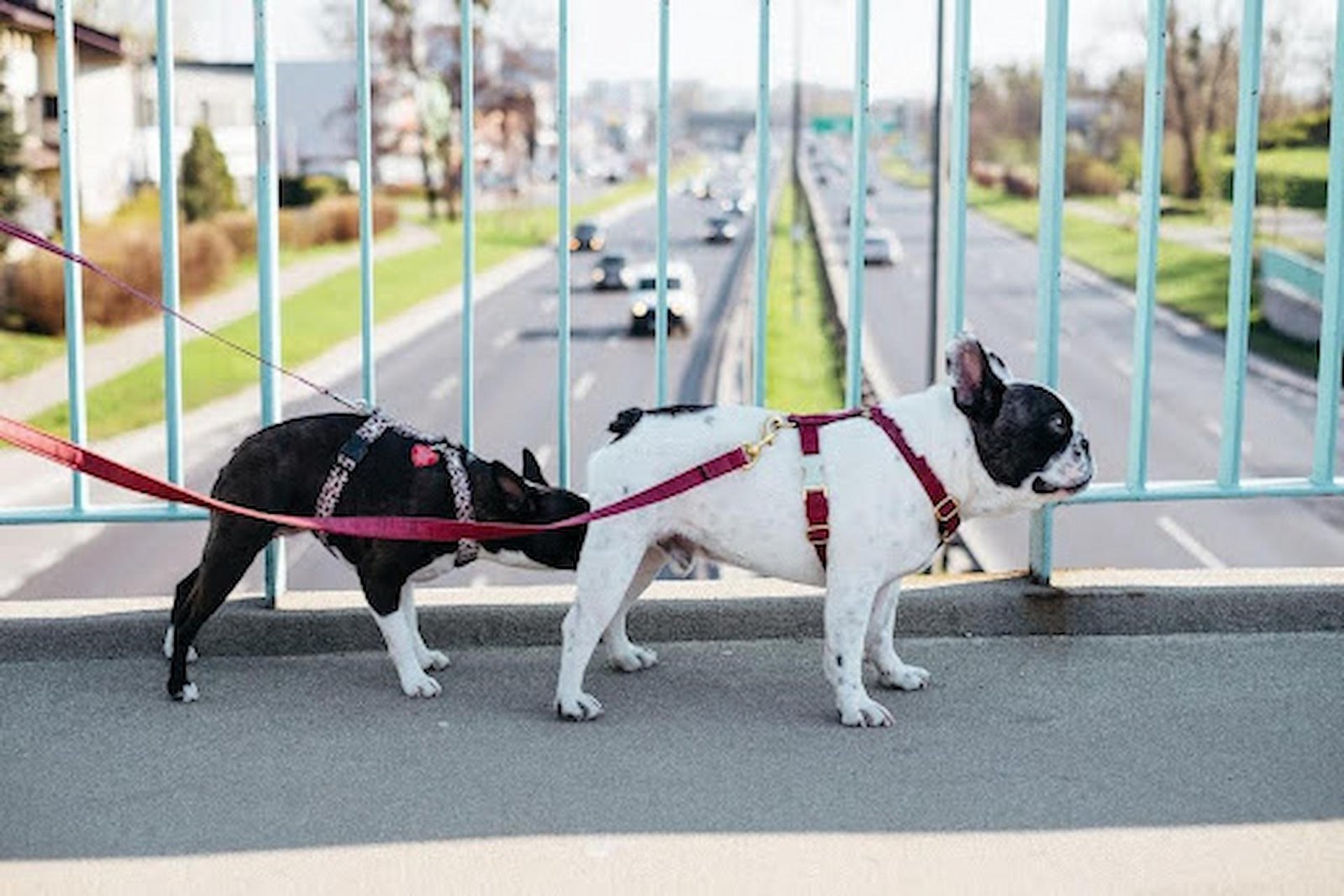 Understanding Dog Behavior: From Misbehavior to Obedience