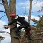 Protect and Beautify Your Trees with a Certified Arborist