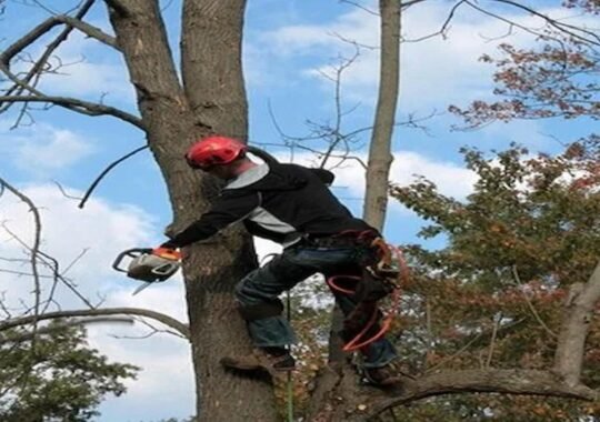 Protect and Beautify Your Trees with a Certified Arborist