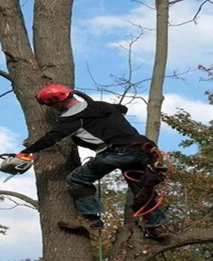 Protect and Beautify Your Trees with a Certified Arborist