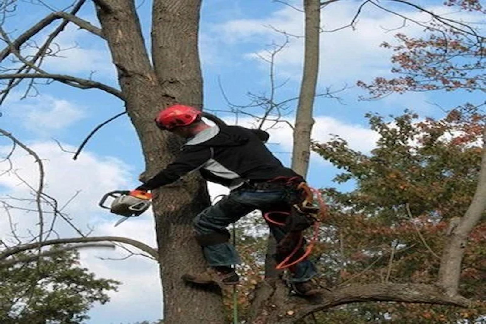 Protect and Beautify Your Trees with a Certified Arborist