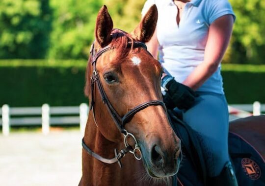 A Comprehensive Guide to Preparing Your Horse for Training Sessions