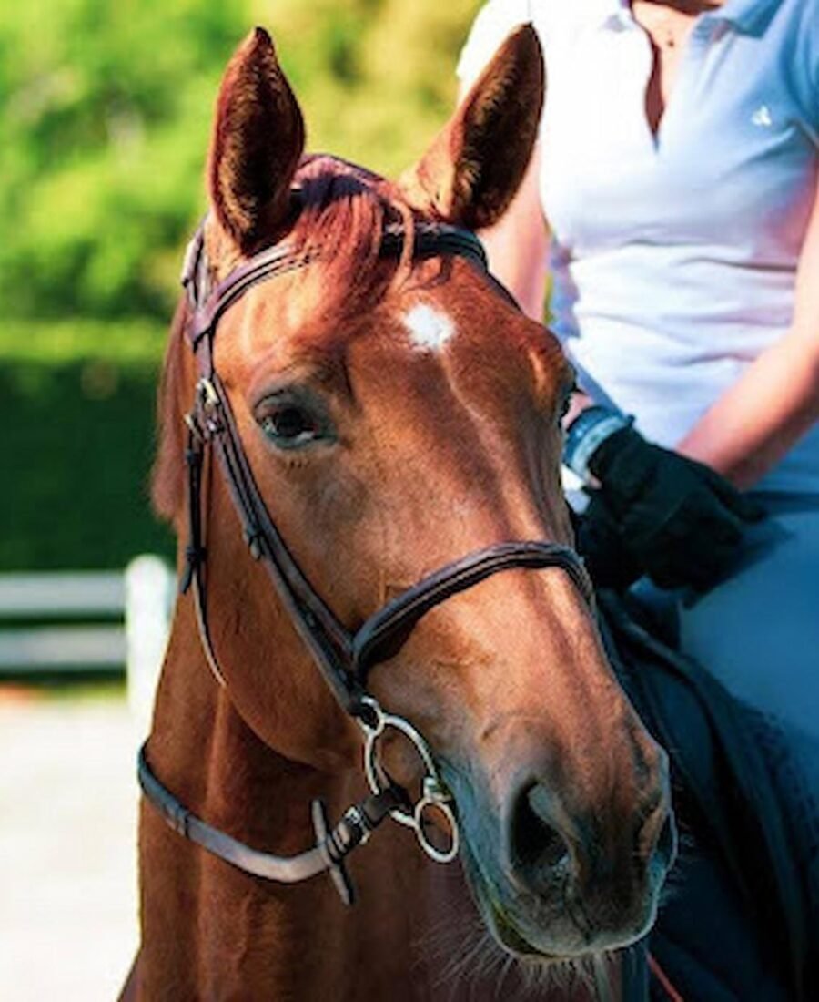 A Comprehensive Guide to Preparing Your Horse for Training Sessions