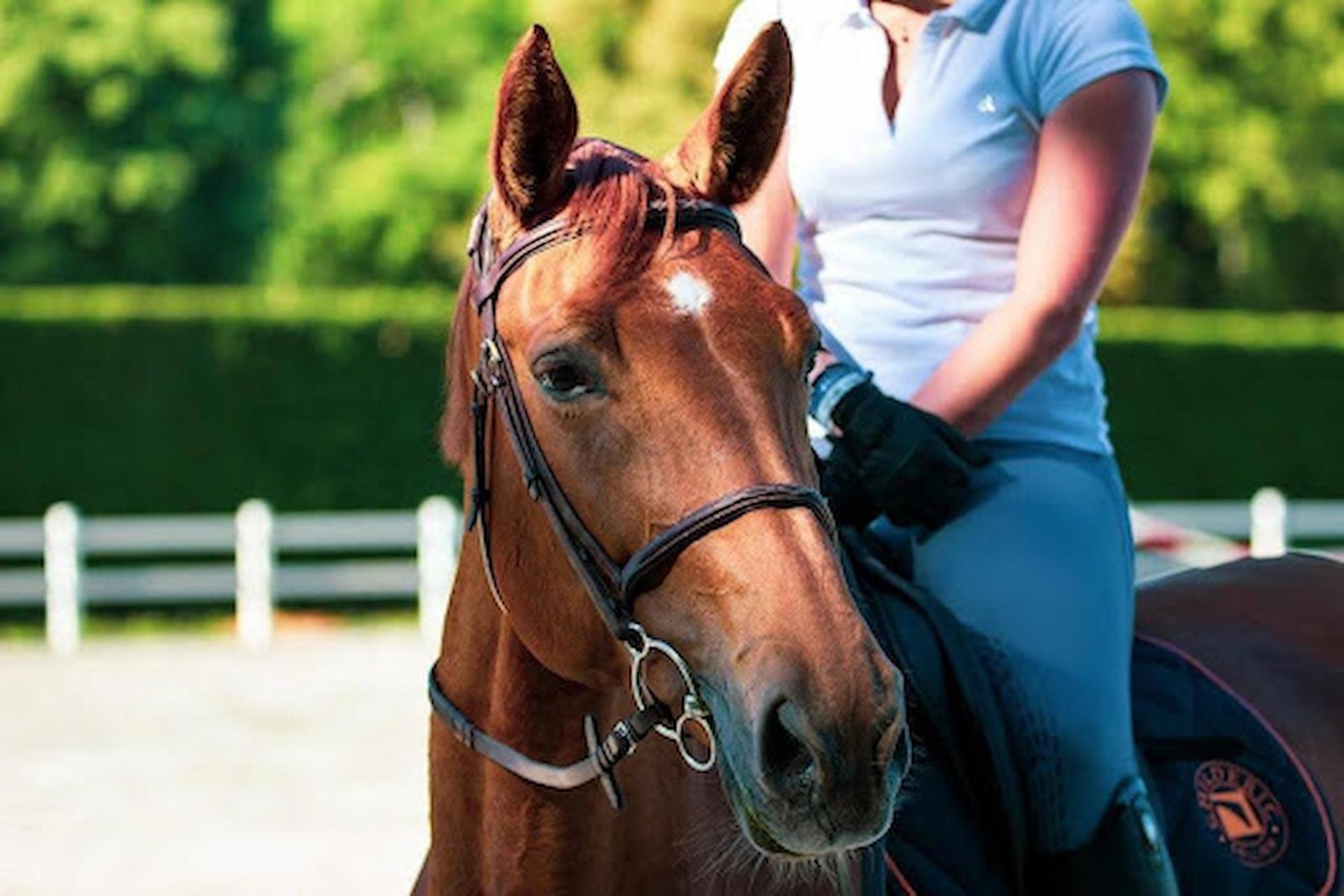 A Comprehensive Guide to Preparing Your Horse for Training Sessions