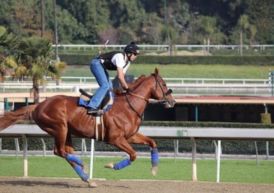 Why Equestrian Events are a Must-See on Your Travel Bucket List