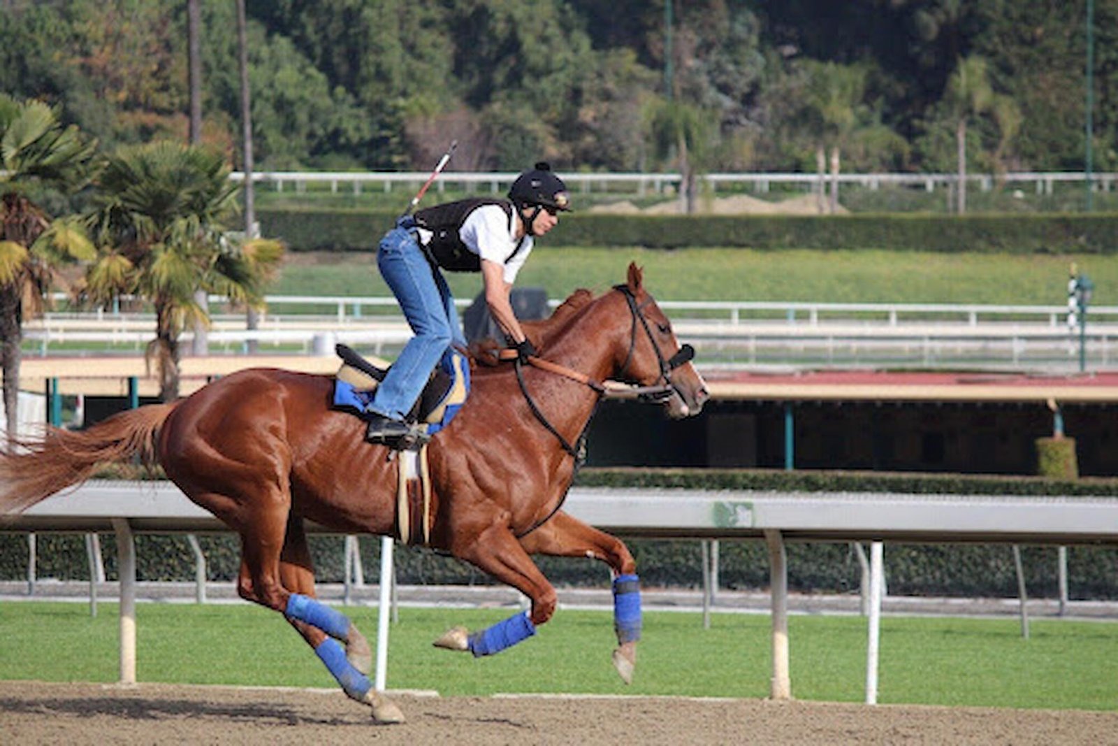 Why Equestrian Events are a Must-See on Your Travel Bucket List