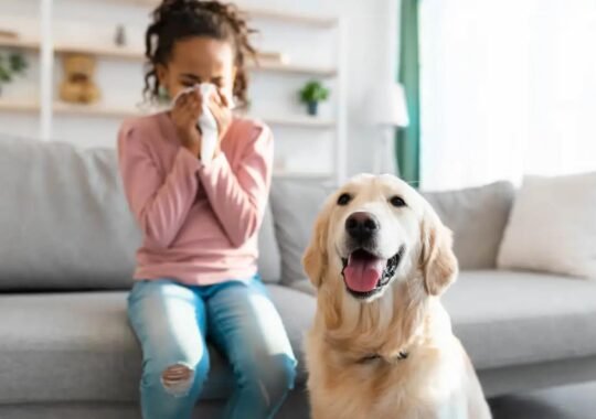 Common Pet Allergies and How to Deal with Them