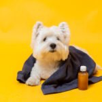 Identifying Common Causes of Pet Coughing and Sneezing
