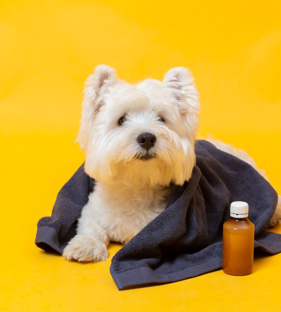 Identifying Common Causes of Pet Coughing and Sneezing