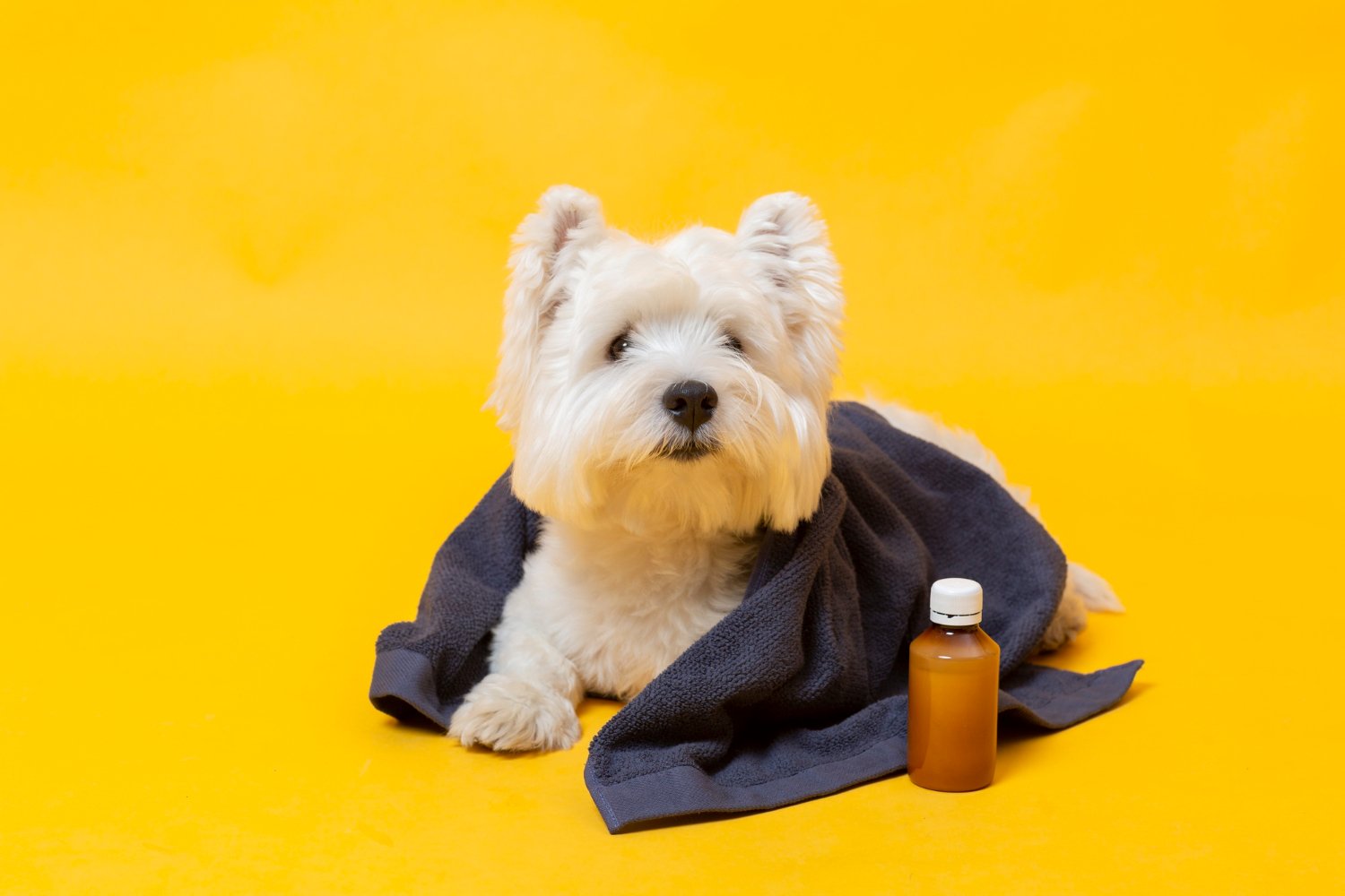 Identifying Common Causes of Pet Coughing and Sneezing