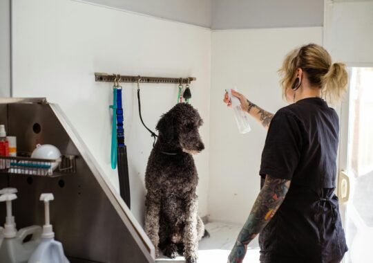 Why Eco-Friendly Grooming Is Better for Your Pet and the Planet